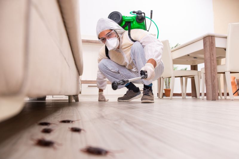 Carpet Beetle Extermination