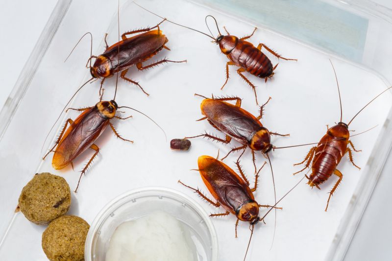 Cockroach Control Service