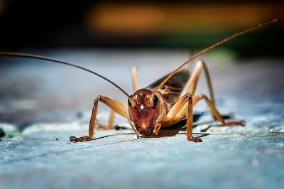 Cricket Control Strategies For Warehouses And Storage Facilities