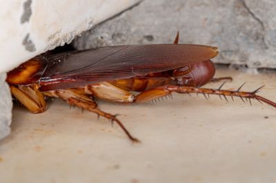 How Roaches Enter Buildings And Spread Quickly