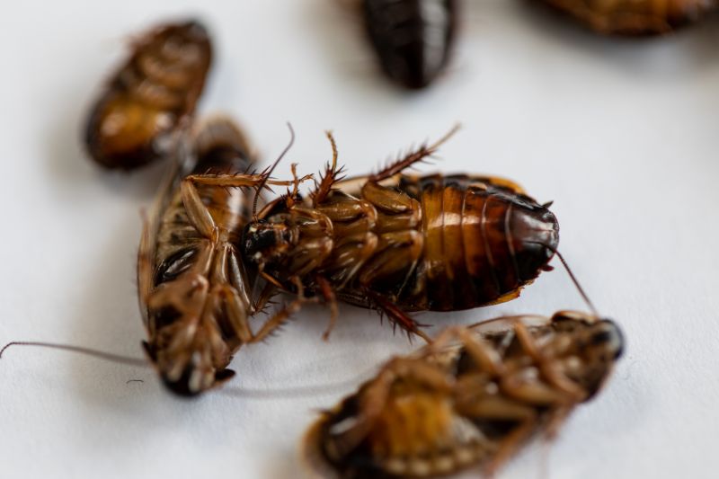 Signs You Have A Roach Infestation In Your Home Or Business