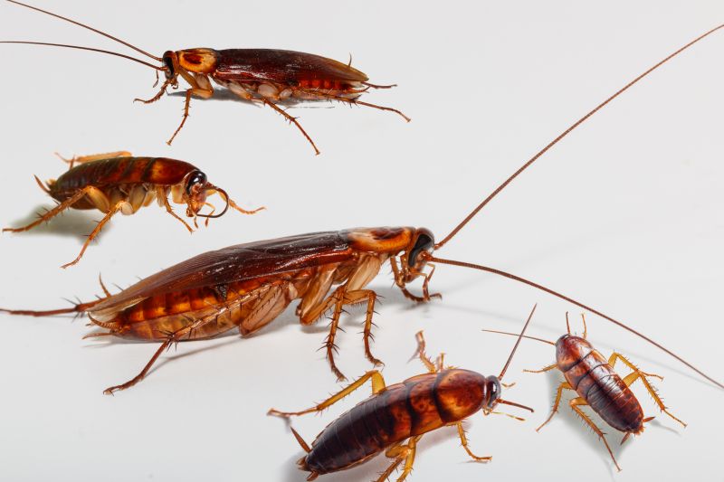 Signs You Have A Roach Infestation In Your Home Or Business