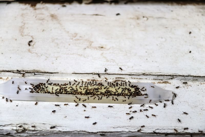 Signs You Have An Ant Problem Before It Gets Out Of Control