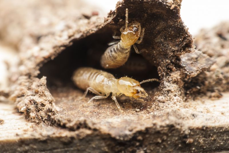 Termite Inspection Service