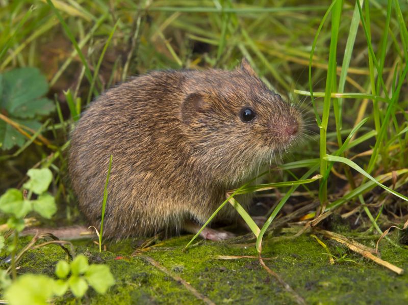 Vole Control Service