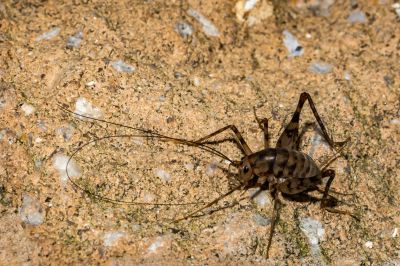 Why Spiders And Crickets Invade Residential Properties