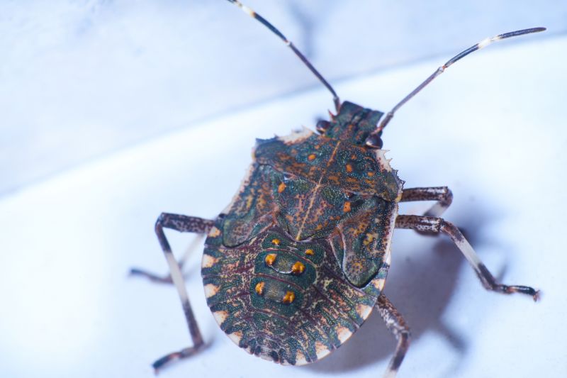 Why Stinkbugs Invade Homes And Buildings